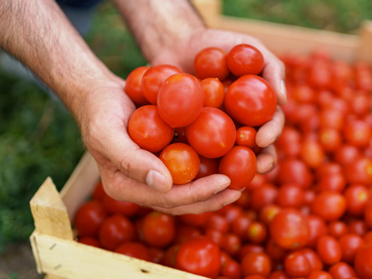 Tomatoes crate